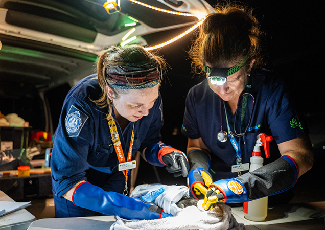 Two RSPCA Rescue Officers examining injured bats.